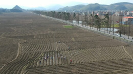 江华：烤烟移栽正当时 技术指导在田间