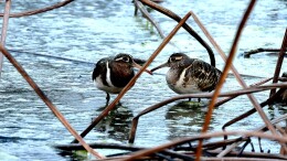 惊喜：湘西泸溪首次发现彩鹬群  自由自在与喜鹊“同框打卡”