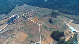 江华小圩壮族乡十字村：抢抓农时开展猕猴桃管护