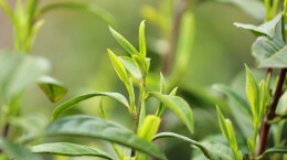 江华：7.2万亩春茶陆续开采