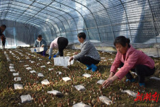 安平镇：羊肚菌喜获丰收