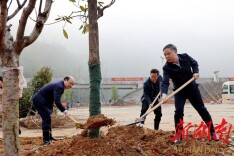 县“四大家”领导带头为侗乡义务植树添新绿  掀起全民绿化行动新高潮