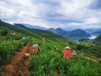 乡村振兴 品牌助力“蜜香红茶 江华苦茶”区域公用品牌重磅登录央视
