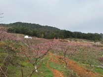 “桃”醉石塘！万宝首届桃花节3月中旬开幕