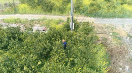 江华：不负好春光 果园修枝忙