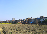 安仁：烟苗吐新绿 烟农干劲足