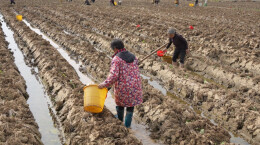 江华5.6万亩烤烟移栽已全部完成