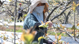 江华：万树梨花开 人工授粉忙