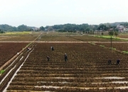 安仁：乡村处处春意浓 烤烟移栽掀高潮