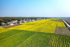 沧水铺镇：碧云峰下振兴浪涌 古驿新城风姿勃发