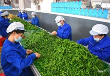 湖南这些亿元村是如何炼成的