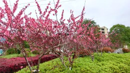 美好双牌：潇水河畔桃花俏