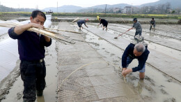 双牌江村镇：春播正当时 早稻育秧忙