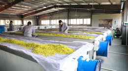 江华：春暖茶飘香 明前采茶忙