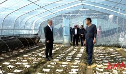 陈跃文到我县调研羊肚菌种植产业发展情况