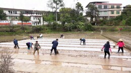 集中育秧忙春耕 打好早稻生产“第一仗”