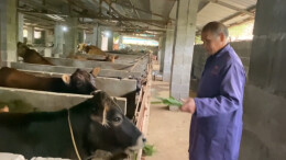 蒙大轩：养牛过上“牛”日子