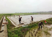 永乐江镇：立起责任牌，种好早稻生产责任田