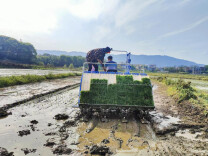 双牌五里牌村：首批早稻开始移栽 四月水田“点”新绿