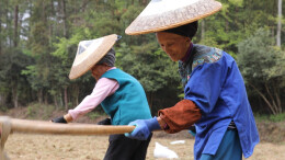 小魔芋为乡村振兴添大动力——凤凰县的贺村大力发展魔芋产业