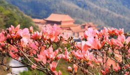 康“氧”福地 和美双牌 | 2023年湖南生态旅游节暨第十四届湖南•阳明山“和”文化旅游节（杜鹃花会）4月28日启幕