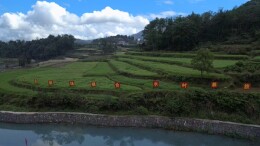 凤凰县新场镇：下好富民产业棋 铺就乡村振兴路