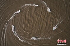 重庆武警：加强水上训练 提升汛期救援能力