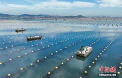 山东荣成海洋牧场风光如画