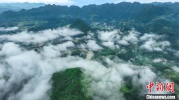 陕西勉县：云顶之下“金宝李” 引游人采摘“打卡”