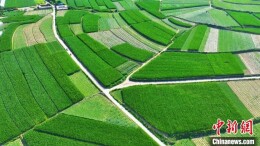 黄河岸边农田层层叠叠 美若画卷