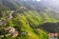 贵州从江：盛夏梯田 绿意盎然