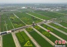 宁夏银川：田为“纸”稻为“墨” 美丽风景“种”出来