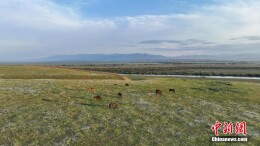 新疆昭苏：湿地清晨邂逅一场绝美晨雾