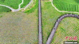 湖北恩施：青山叠嶂如画 游客避暑“打卡”