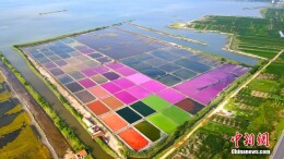 俯瞰山东荣成多彩盐田 宛如调色盘景色迷人