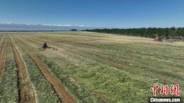 新疆昭苏：万亩燕麦草收获忙