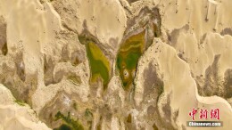 新疆图木舒克现“沙漠蝴蝶”奇特景观