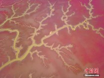 辽宁盘锦：红海滩碱蓬草迎来最佳观赏期