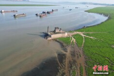 江西鄱阳湖现草原风光 千年石岛 “落星墩”再露全貌