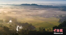 四川大竹稻浪飘香 丰收在即