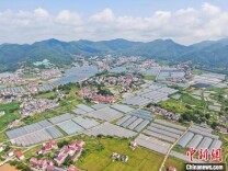 航拍江西于都禾丰现代农业产业园 青山环绕大棚连片蔚为壮观