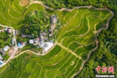 重庆万州：金色稻田 丰收在望