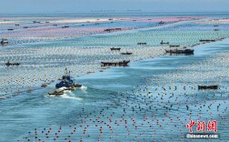 山东荣成：多彩生态浮漂成为海洋牧场独特风景