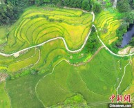 重庆涪陵：秋收时节乡村美