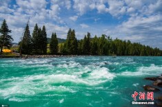 探访新疆阿勒泰喀纳斯河谷 松林耸峙河水碧绿