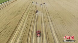 新疆昭苏麦浪滚滚遍地黄 机声隆隆盈满仓