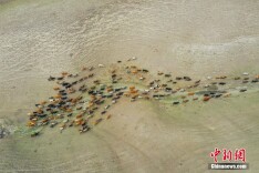 新疆伊犁：牧民秋季大转场