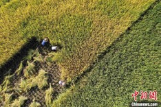 贵州：秋日乡村好“丰”景