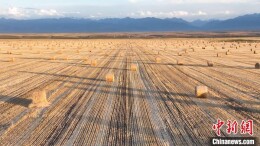 新疆昭苏：麦田“二次丰收” 麦草垛一望无际