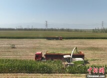 宁夏农垦青贮玉米开镰收割